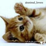 animal_lovers - کانال تلگرام