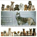 پاتوق دوستداران سگ ها - کانال تلگرام