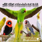 پرندگان و حیوانات خانگی - کانال تلگرام