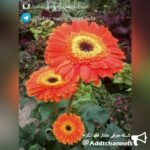 گلخانه بهار نارنج - کانال تلگرام