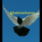 کبوتر بازان - کانال تلگرام
