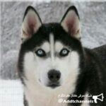 تبلیغاتی حیوانات خانگی - کانال تلگرام