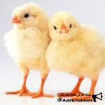 مرغداران ایران - کانال تلگرام